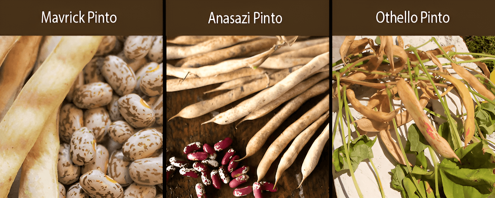 mavrick pinto bean anasaz pinto bean othello pinto bean varieties